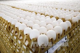 Hà Lan bắt giữ 2 đối tượng liên quan vụ bê bối trứng &#39;bẩn&#39; 